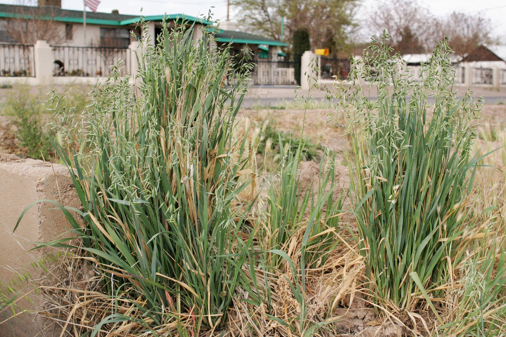250 Avena sativa seeds - Common Oat Seeds - Non-GMO Cereal Grain