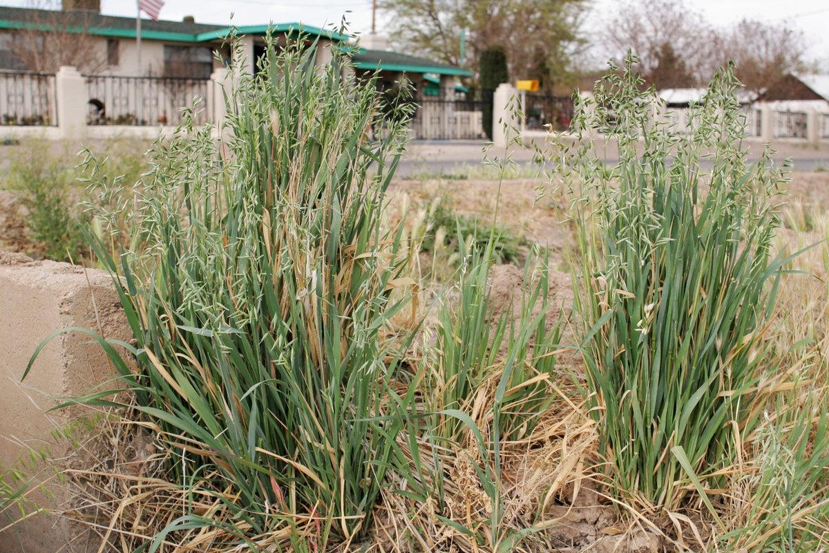 250 Avena sativa seeds - Common Oat Seeds - Non-GMO Cereal Grain
