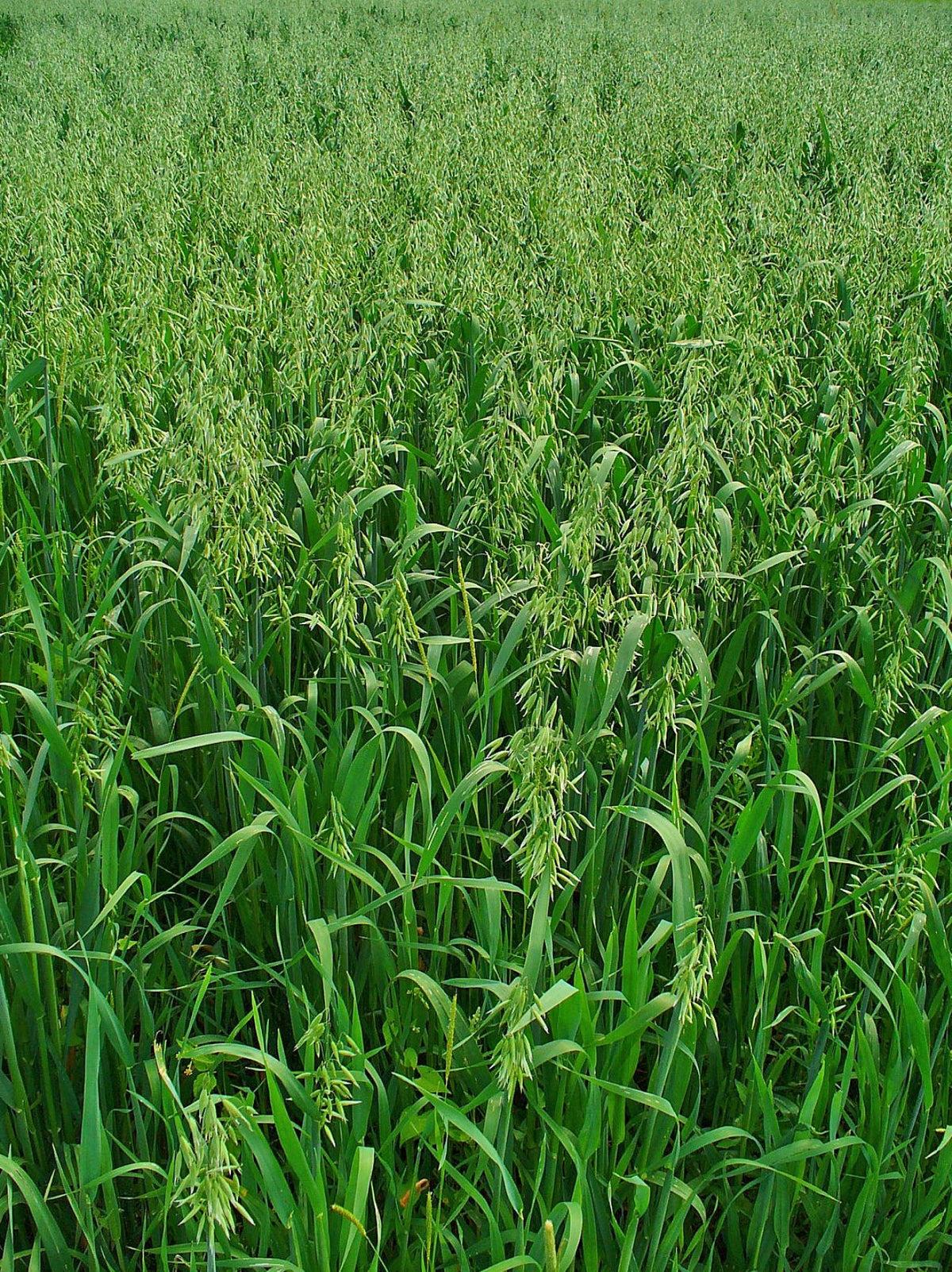 250 Avena sativa seeds - Common Oat Seeds - Non-GMO Cereal Grain
