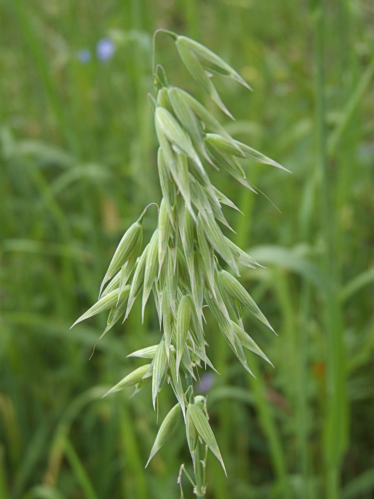 250 Avena sativa seeds - Common Oat Seeds - Non-GMO Cereal Grain
