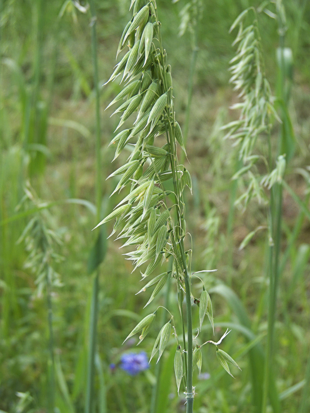 250 Avena sativa seeds - Common Oat Seeds - Non-GMO Cereal Grain