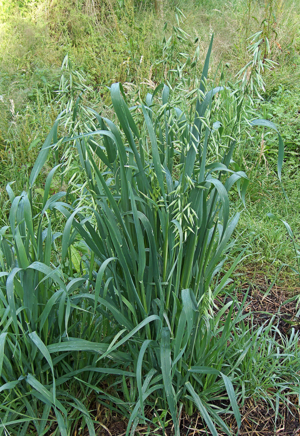250 Avena sativa seeds - Common Oat Seeds - Non-GMO Cereal Grain