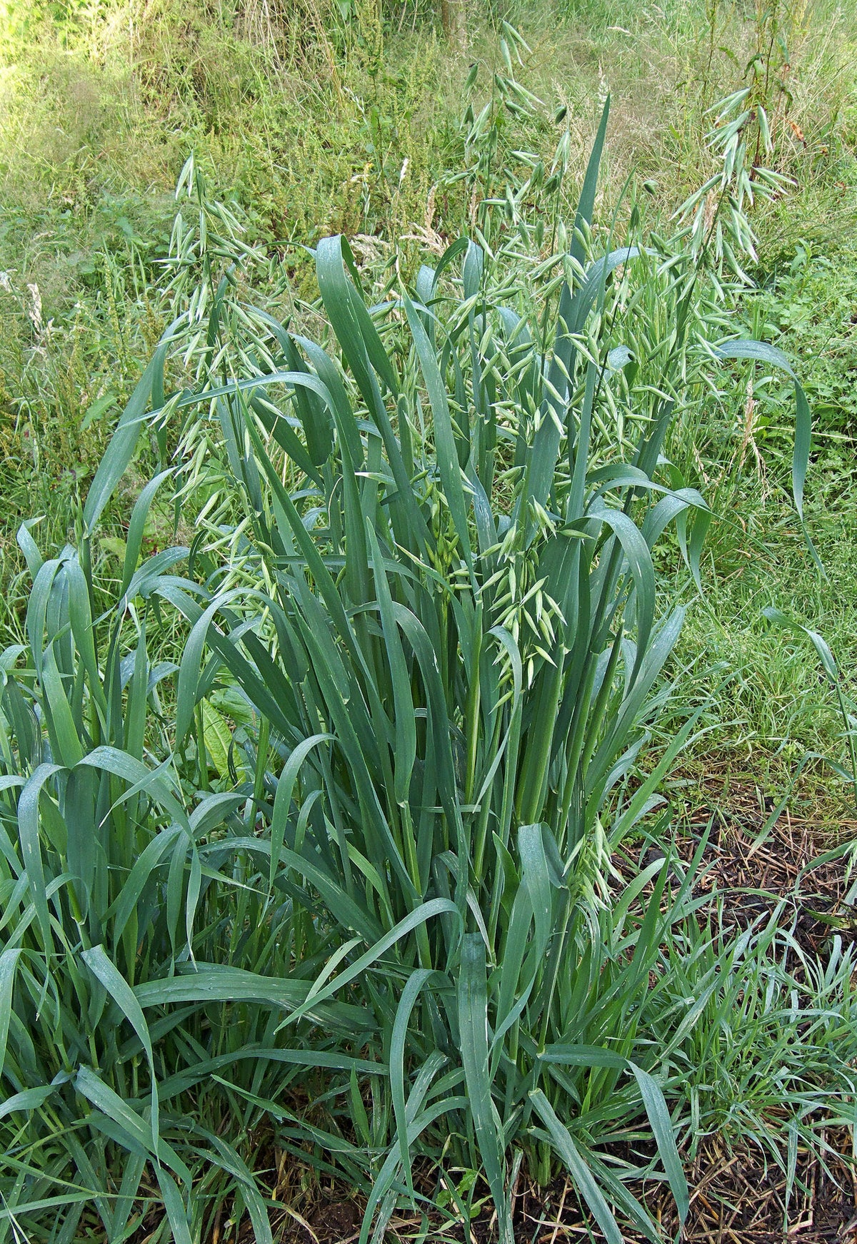 250 Avena sativa seeds - Common Oat Seeds - Non-GMO Cereal Grain