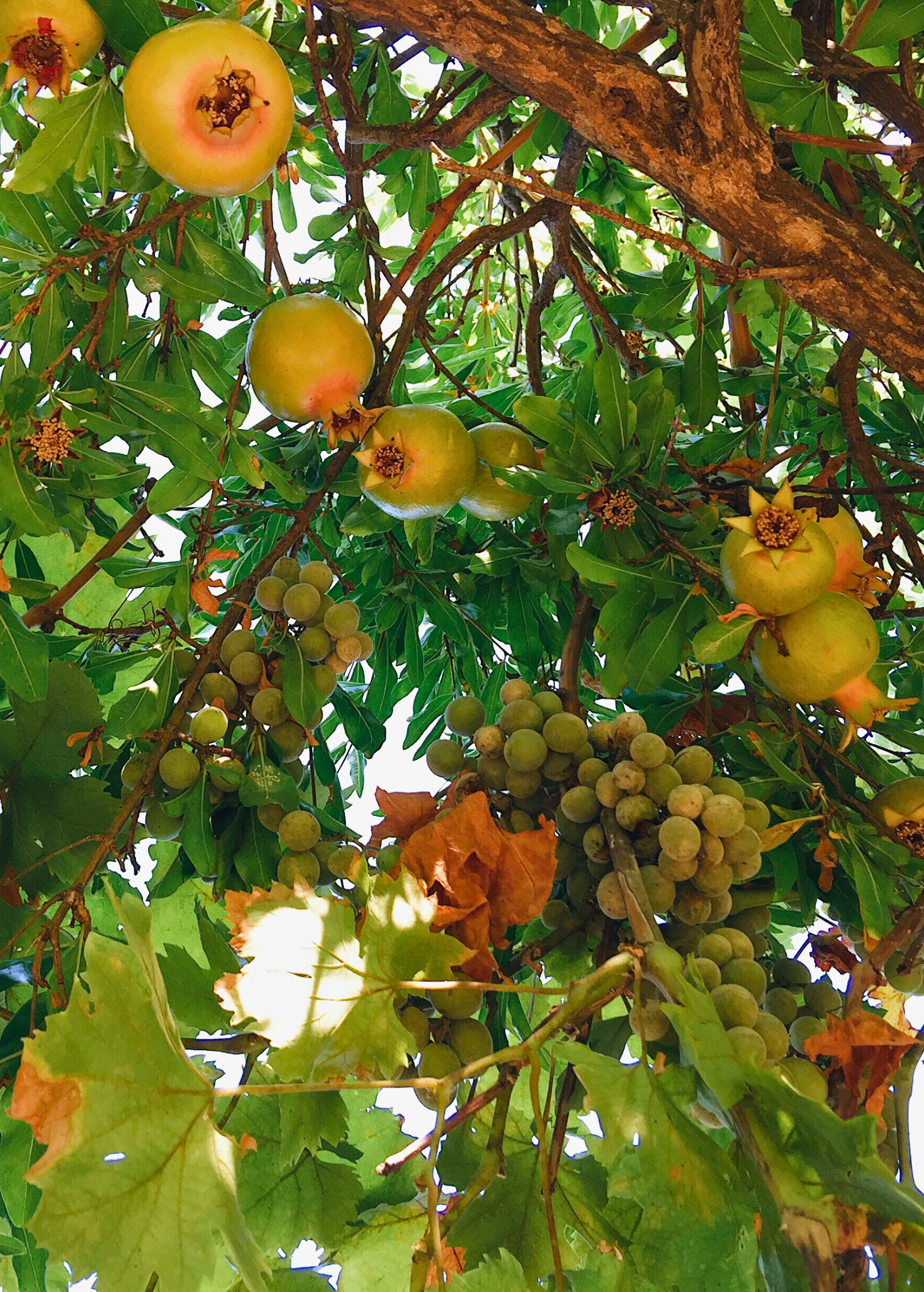 Pomegranate 'Azadi' (Punica granatum 'Azadi')