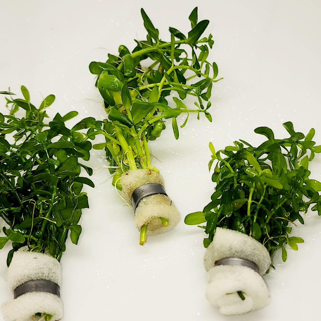 Bunch Moneywort (Bacopa Monnieri)