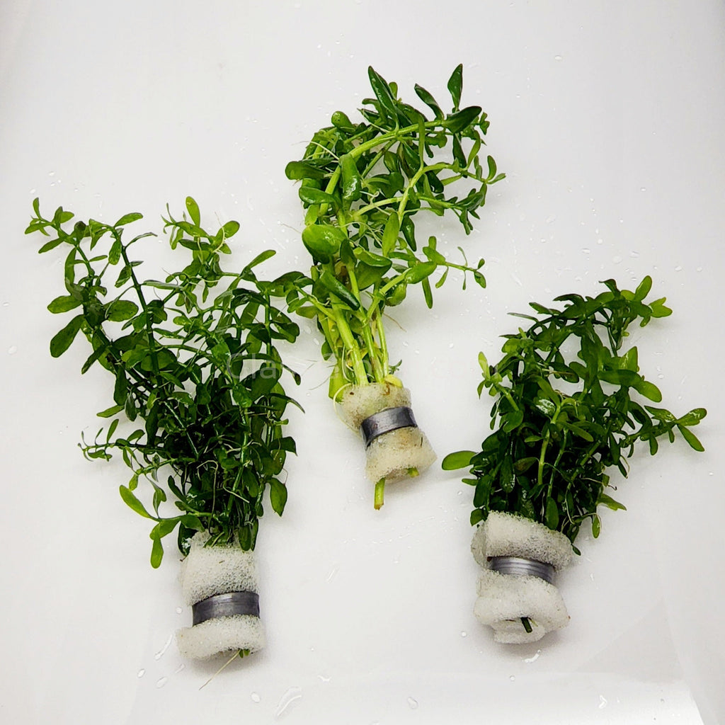Bunch Moneywort (Bacopa Monnieri)