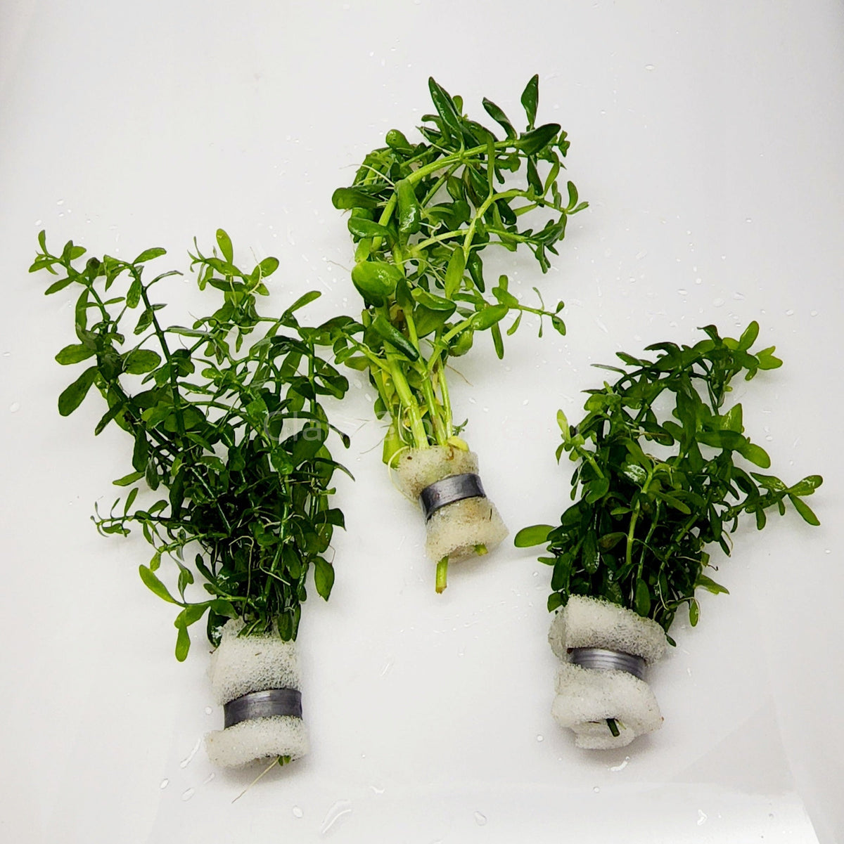 Bunch Moneywort (Bacopa Monnieri)