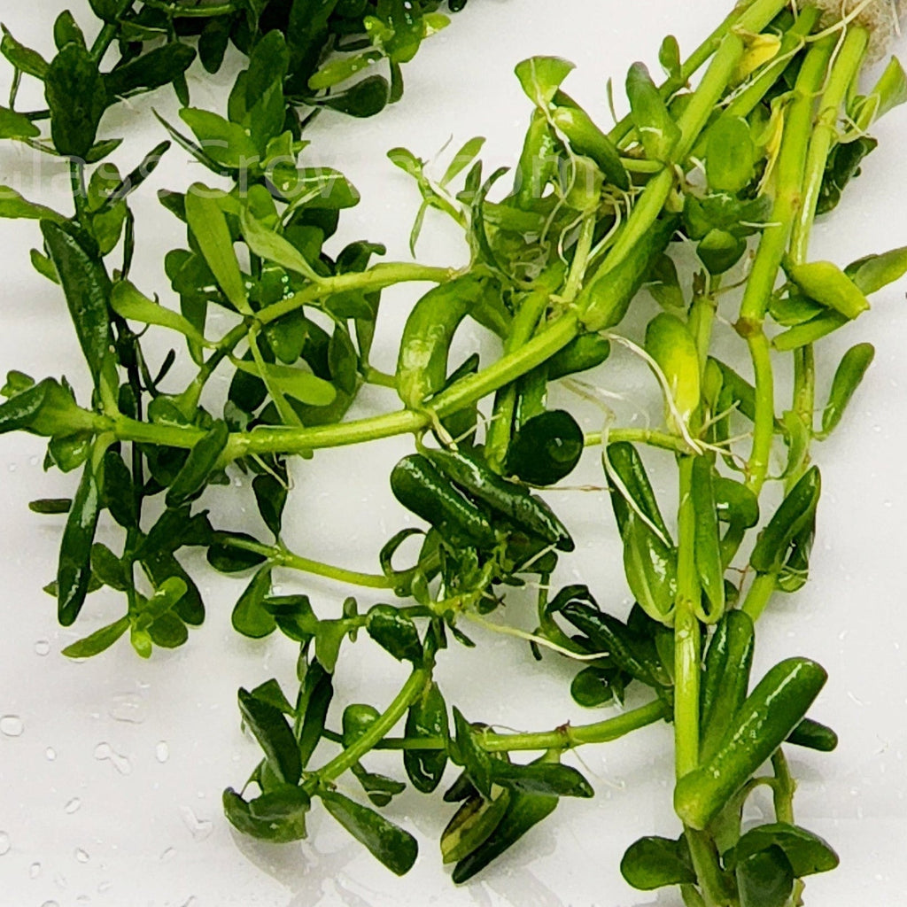 Bunch Moneywort (Bacopa Monnieri)
