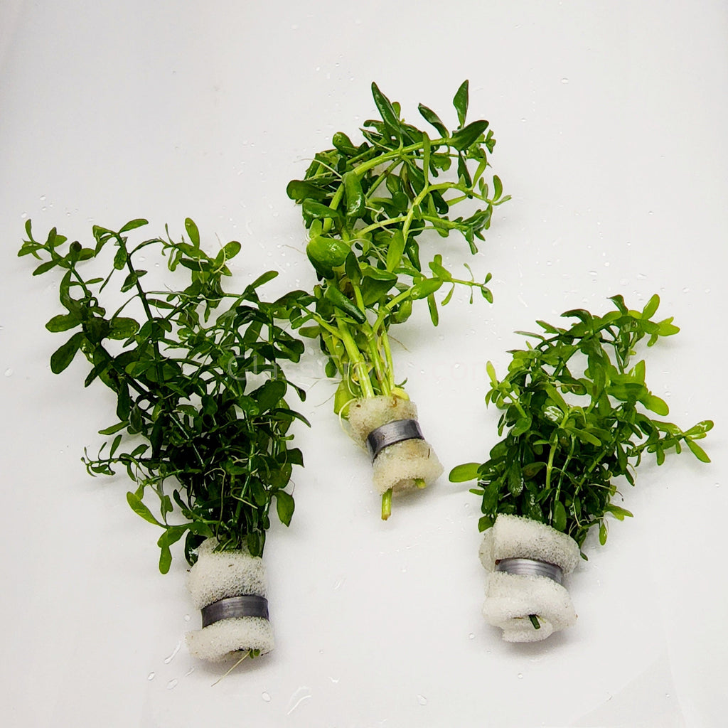 Bunch Moneywort (Bacopa Monnieri)