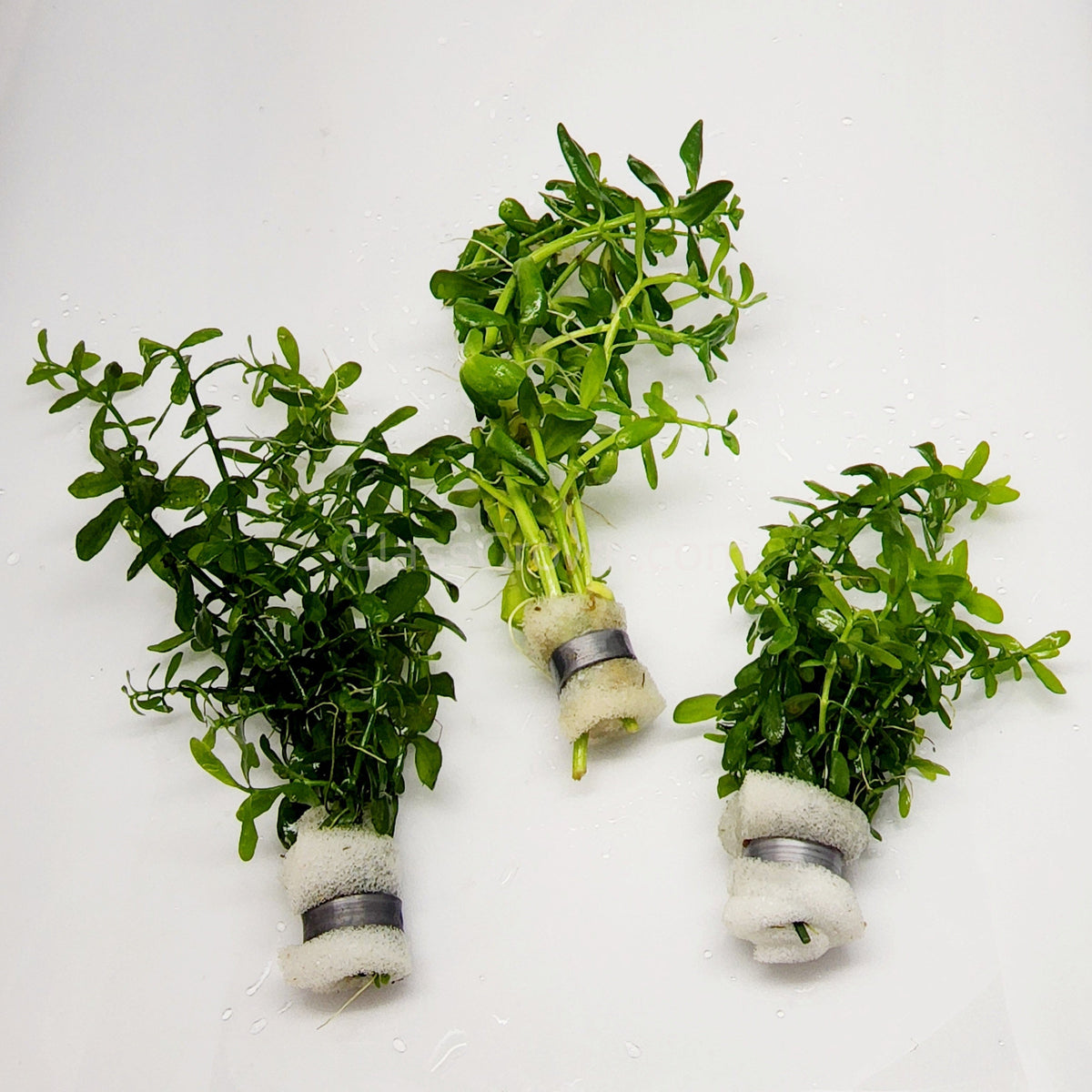 Bunch Moneywort (Bacopa Monnieri)