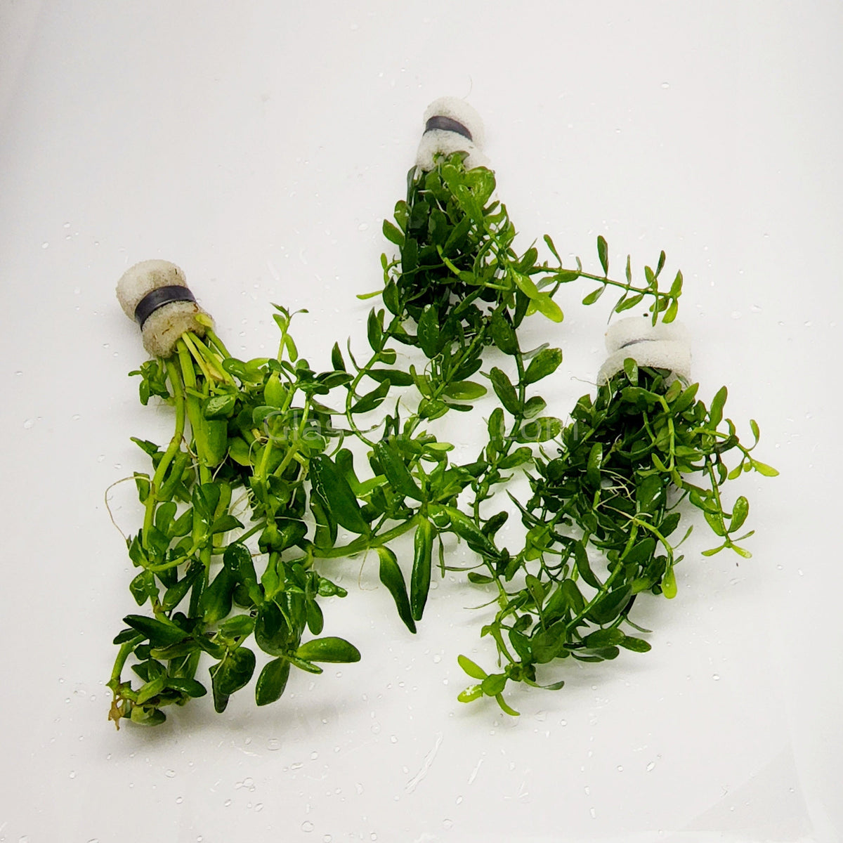 Bunch Moneywort (Bacopa Monnieri)
