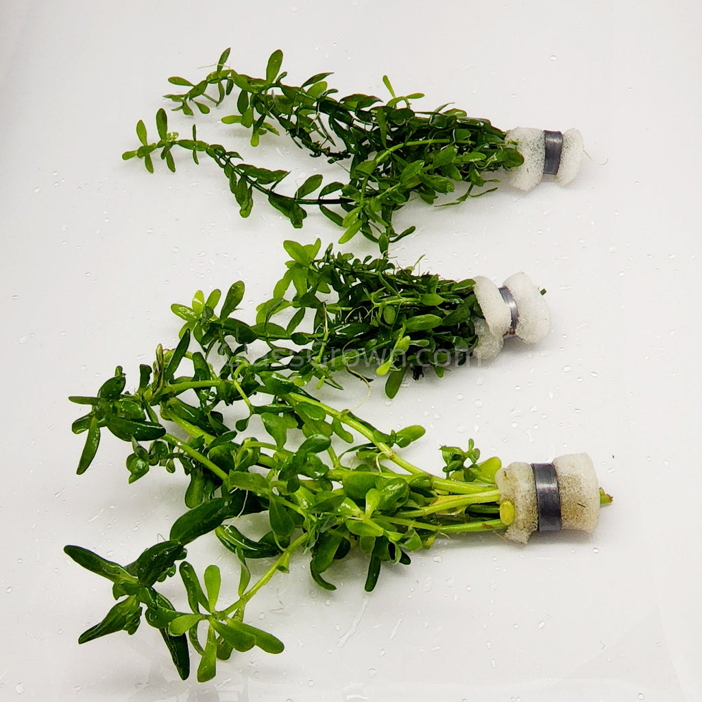 Bunch Moneywort (Bacopa Monnieri)