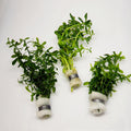 Bunch Moneywort (Bacopa Monnieri)