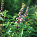 Holy Basil (Tulsi)