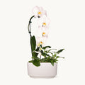 NYBG Crystal Cascading Orchid