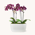 Petite Amalfi Orchid Duo