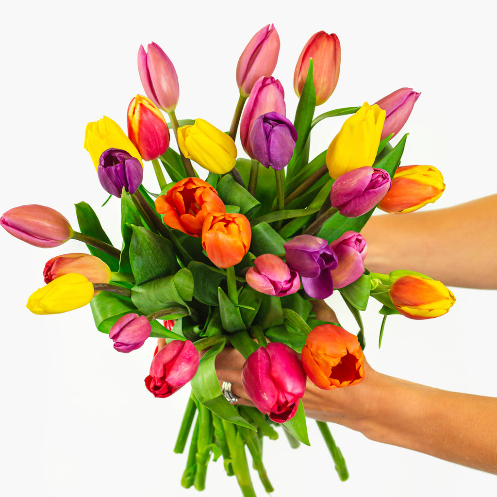 A Tulip For Everyone