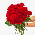 Splendid Red Roses