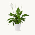 Peace Lily