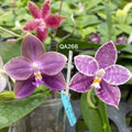 Flask - Phalaenopsis (MS Magic Princess x (LL Blue Peacock x LL Blue Parrot))