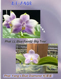 Phalaenopsis (LL Blue Family x Yang's Blue Diamond '松茸紫')