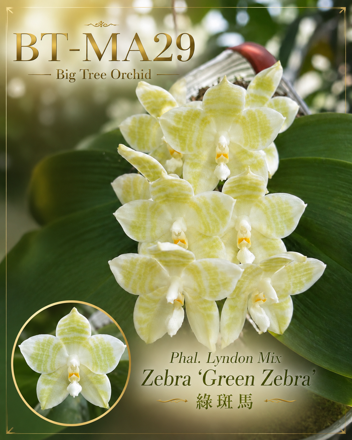 Phalaenopsis Lyndon Mix Zebra ‘Green Zebra’