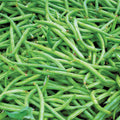 Contender Bean (Bush)