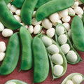 Henderson Lima Bean (Bush)