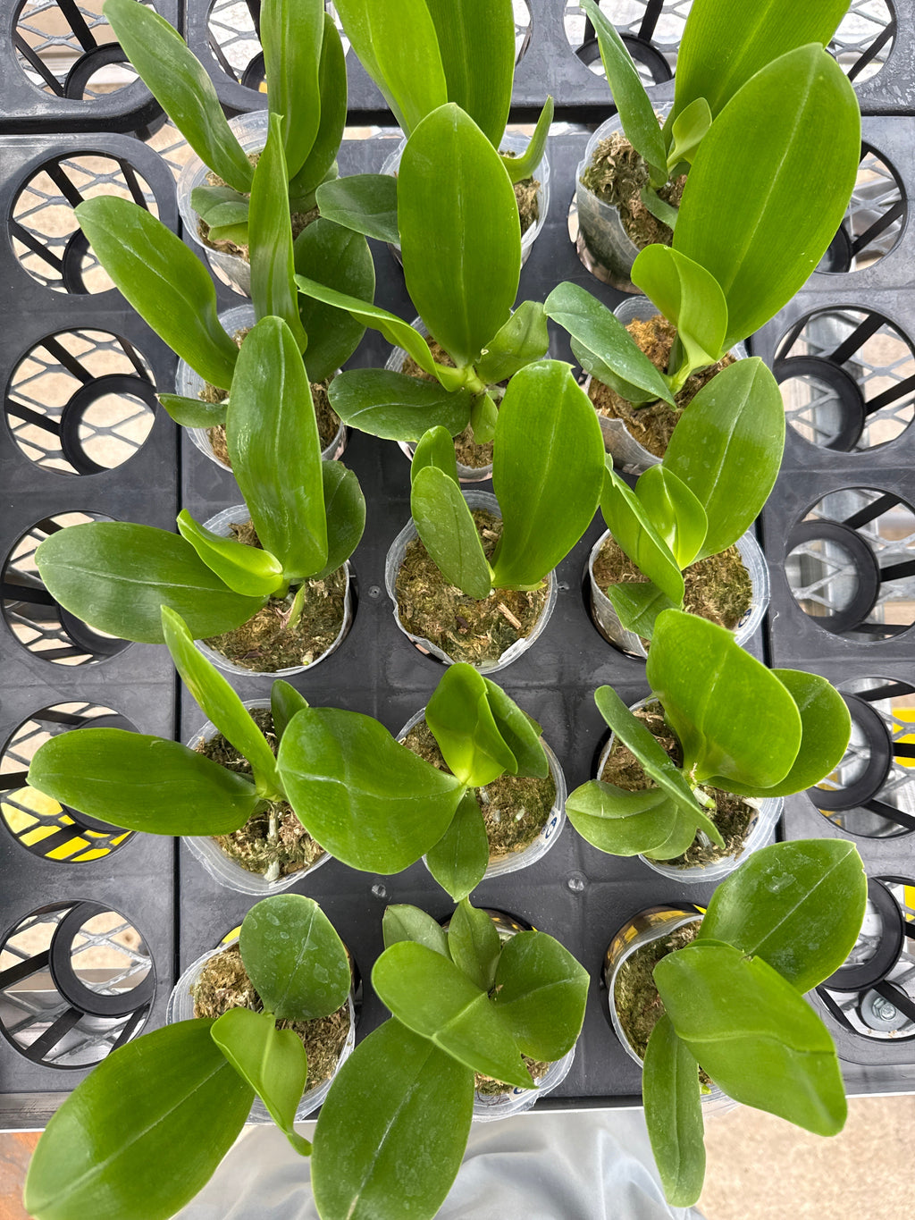 Phalaenopsis Lyndon Mix Zebra ‘Green Zebra’