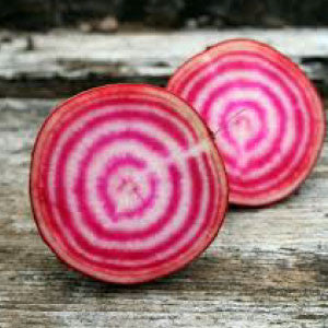 BEET Seeds, Chioggia