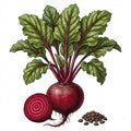 BEET Seeds, Detroit Dark Red