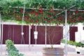 1 Oz Bulk ITALIAN TREE TOMATO 'Trip L Crop' Seeds - 1 Ounce = Approx 9500 Seeds