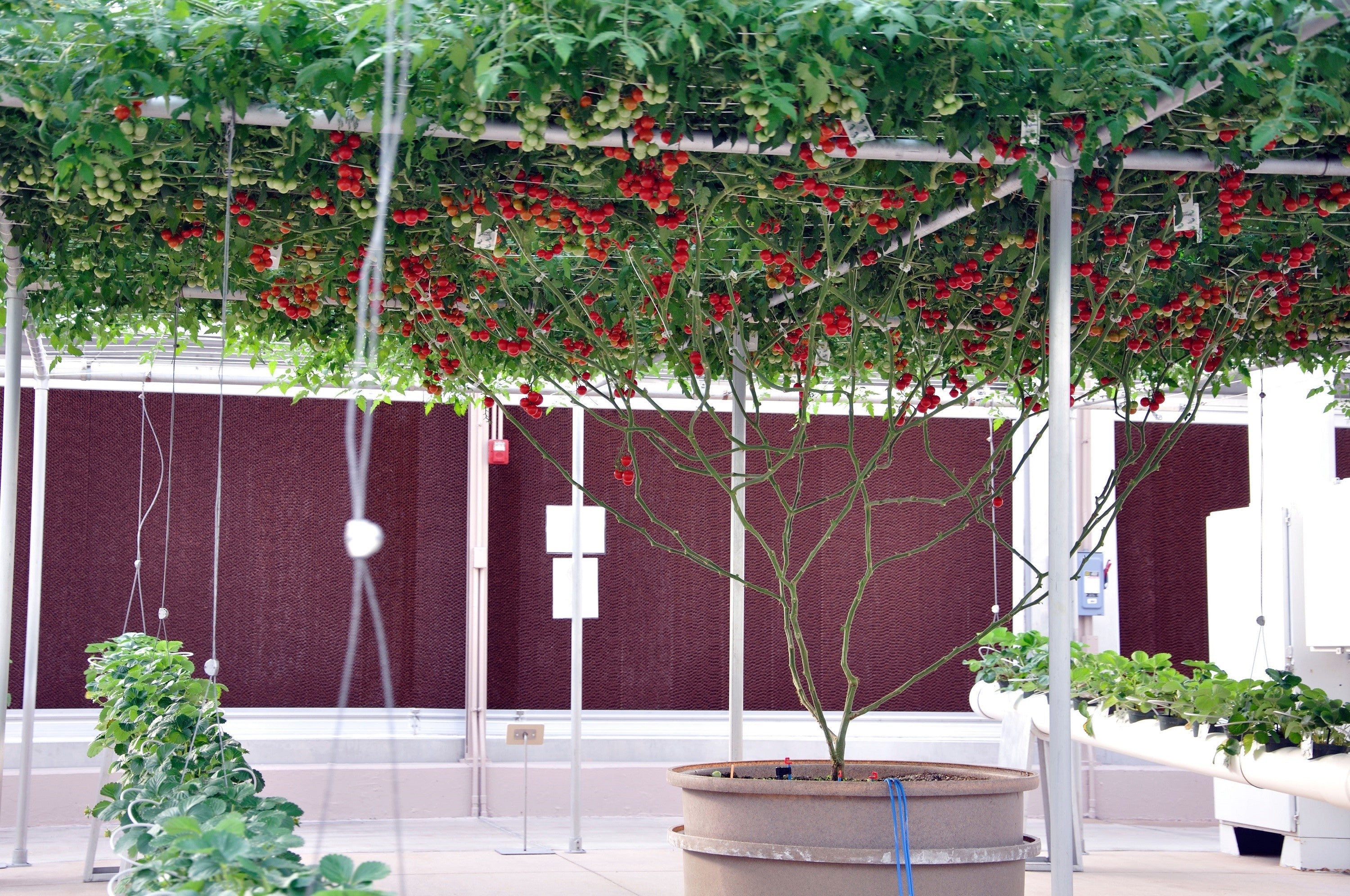 1 Oz Bulk ITALIAN TREE TOMATO 'Trip L Crop' Seeds - 1 Ounce = Approx 9500 Seeds