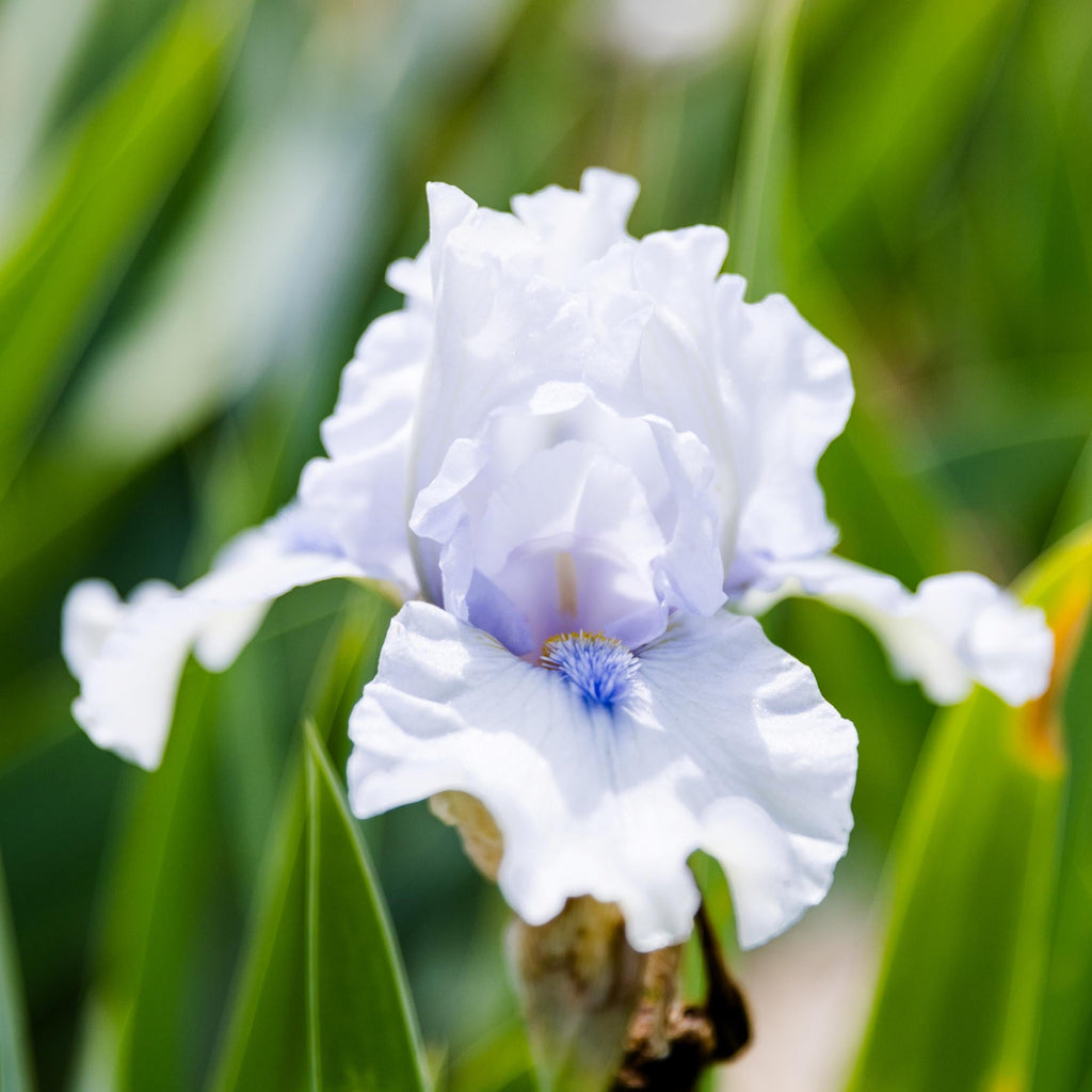 Bearded Iris - Califlora Frosty Spirit (Reblooming)