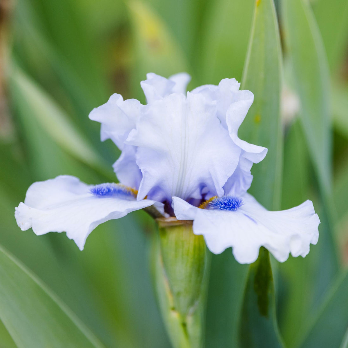Bearded Iris - Califlora Frosty Spirit (Reblooming)