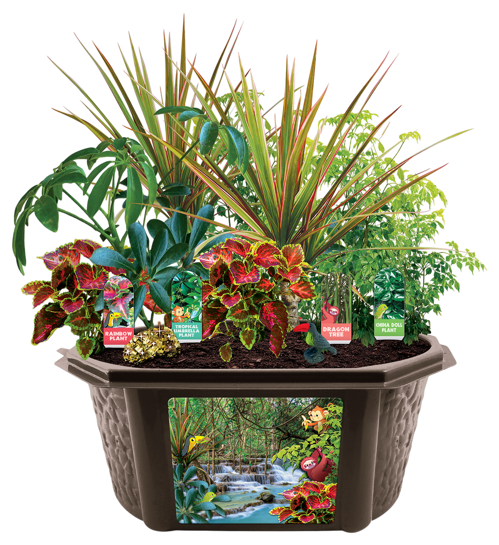 Tropical Rainforest Jungle Biosphere Terrarium