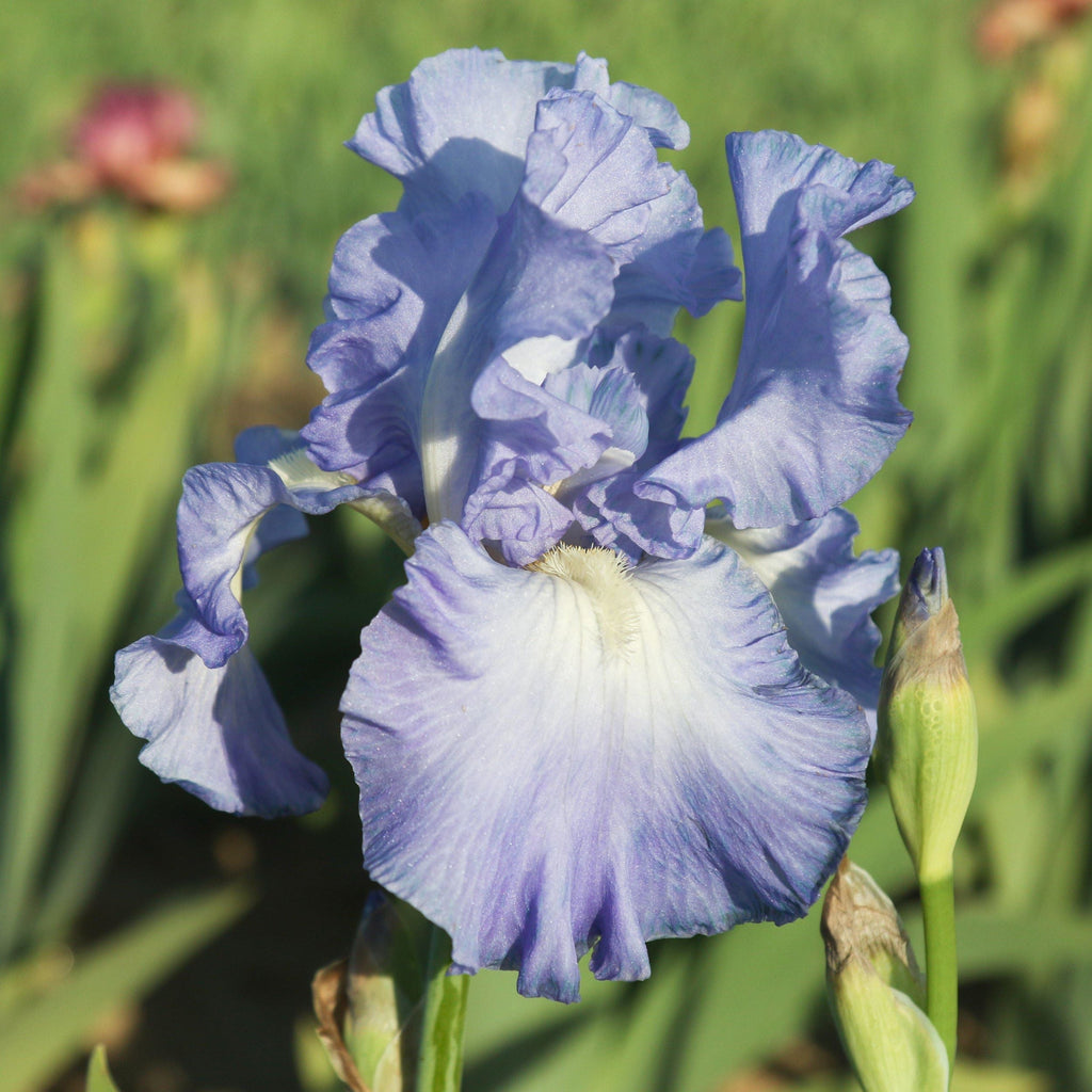 Bearded Iris - Califlora Victoria Falls (Reblooming)