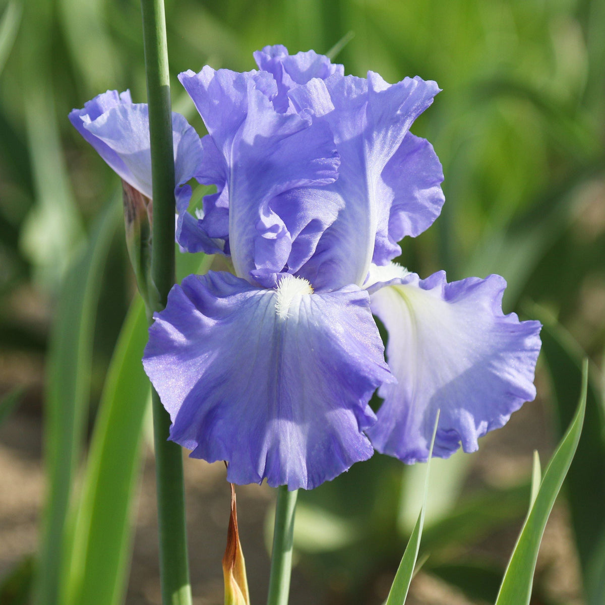 Bearded Iris - Califlora Victoria Falls (Reblooming)