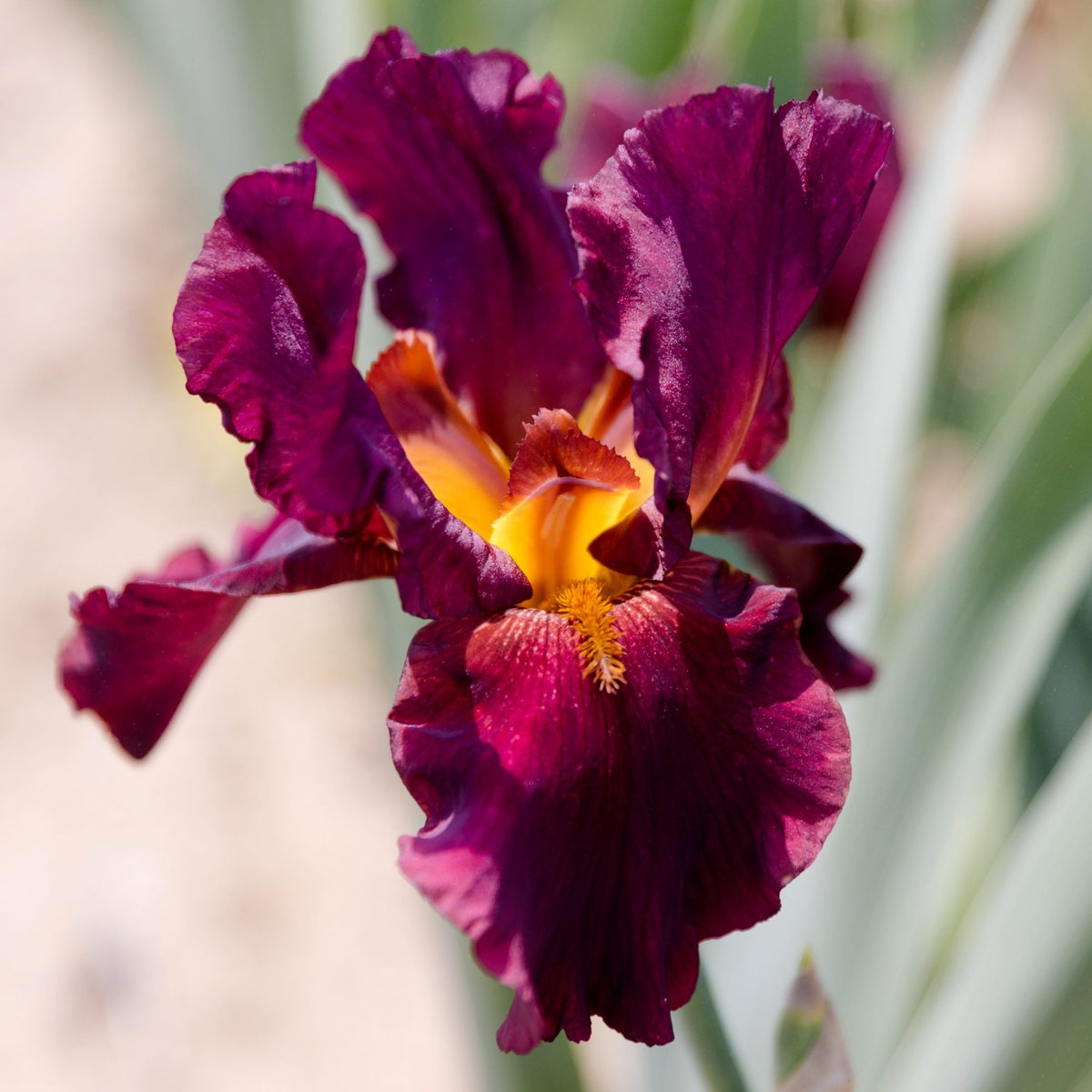 Bearded Iris - Califlora Bernice's Legacy (Reblooming)