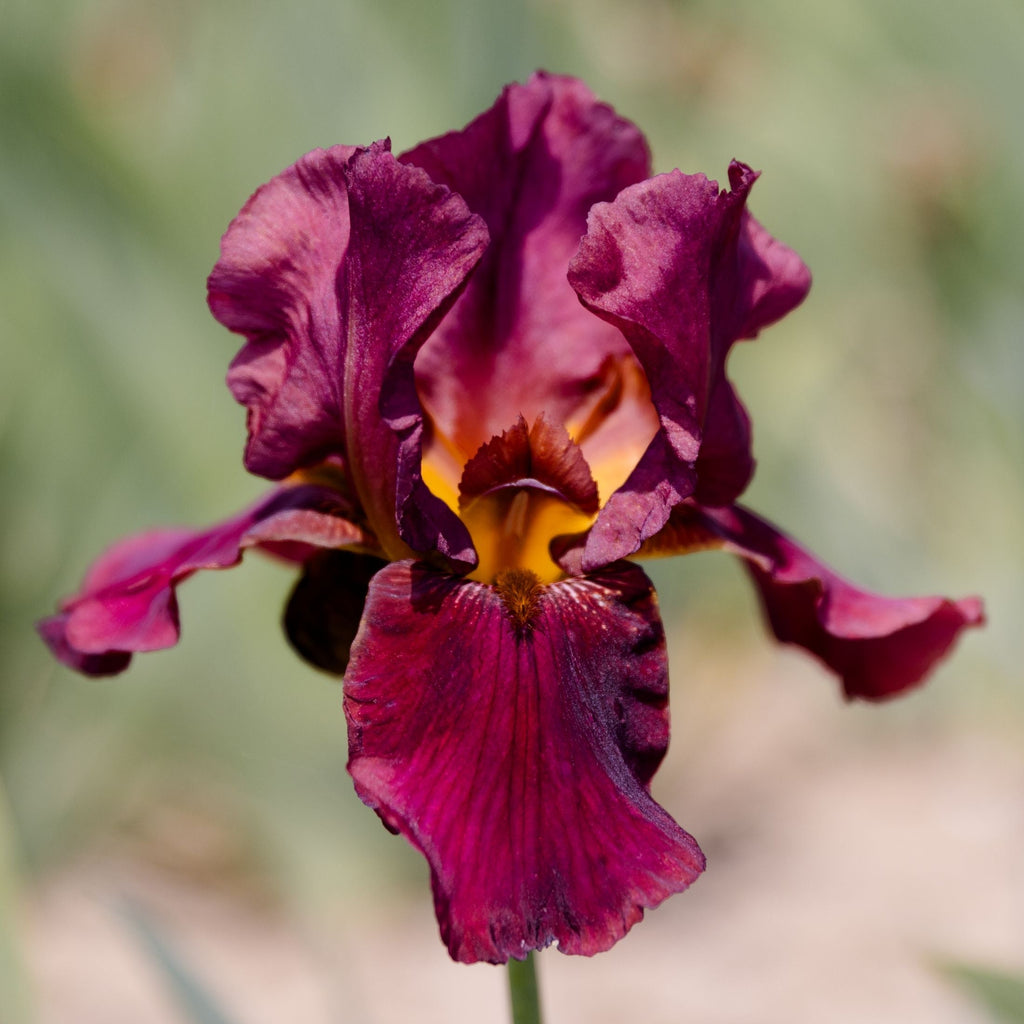 Bearded Iris - Califlora Bernice's Legacy (Reblooming)