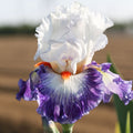 Bearded Iris - Califlora Gypsy Lord (Reblooming)