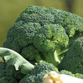 Waltham 29 Broccoli