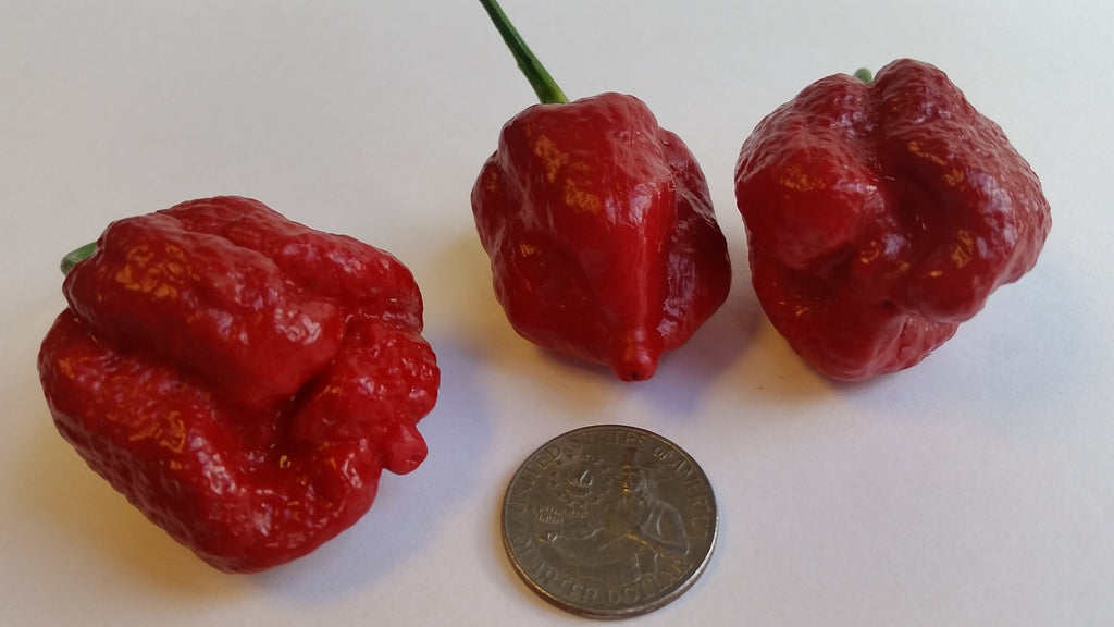 BTR Butch T Reaper Scorpion - Seeds