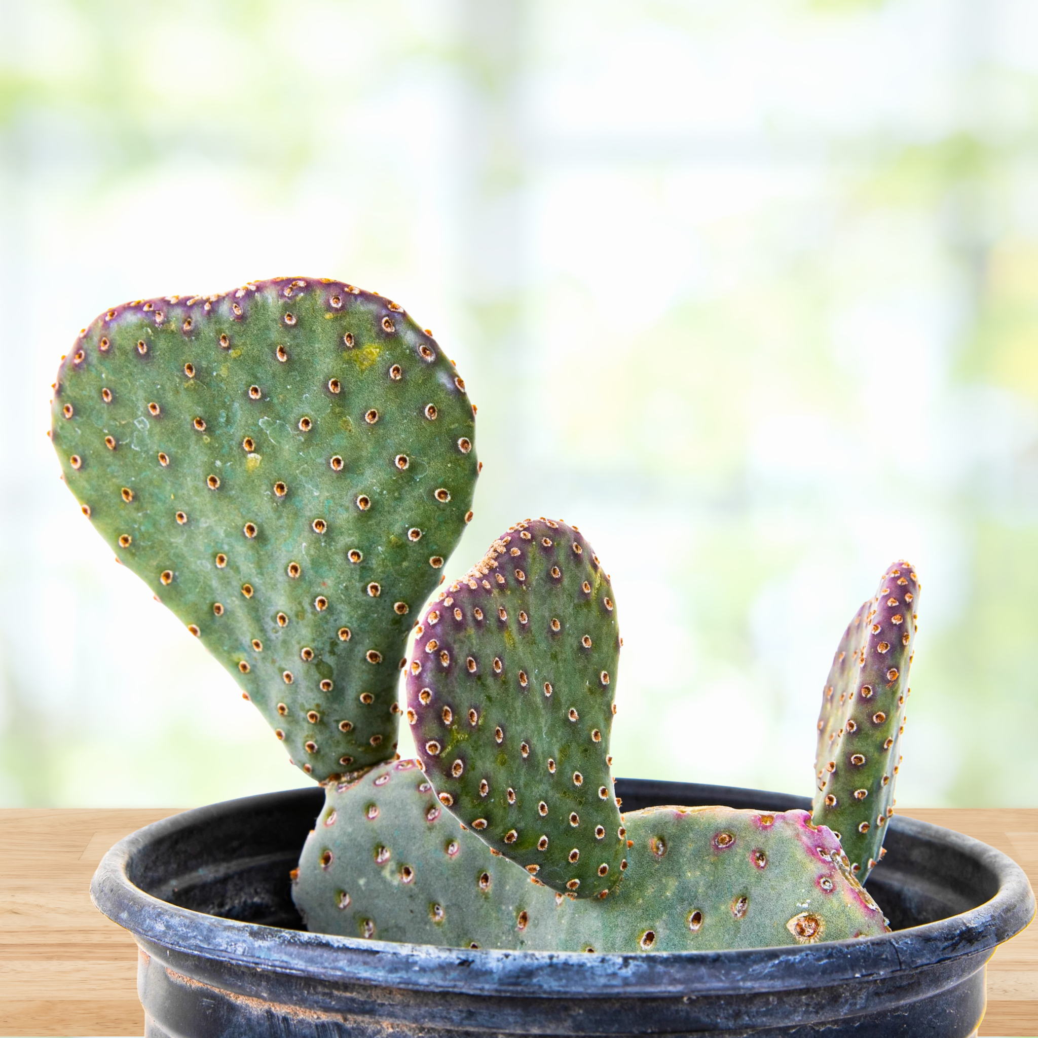 Beavertail Prickly Pear