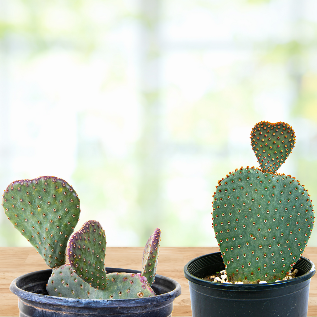 Beavertail Prickly Pear