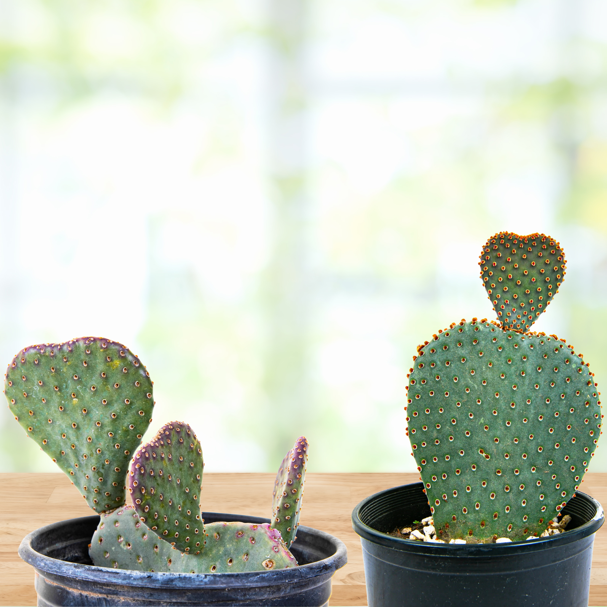 Beavertail Prickly Pear
