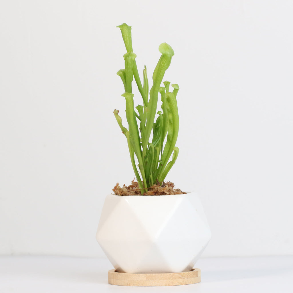 Sarracenia BUG BAT Trumpet Pitcher Carnivorous Plant