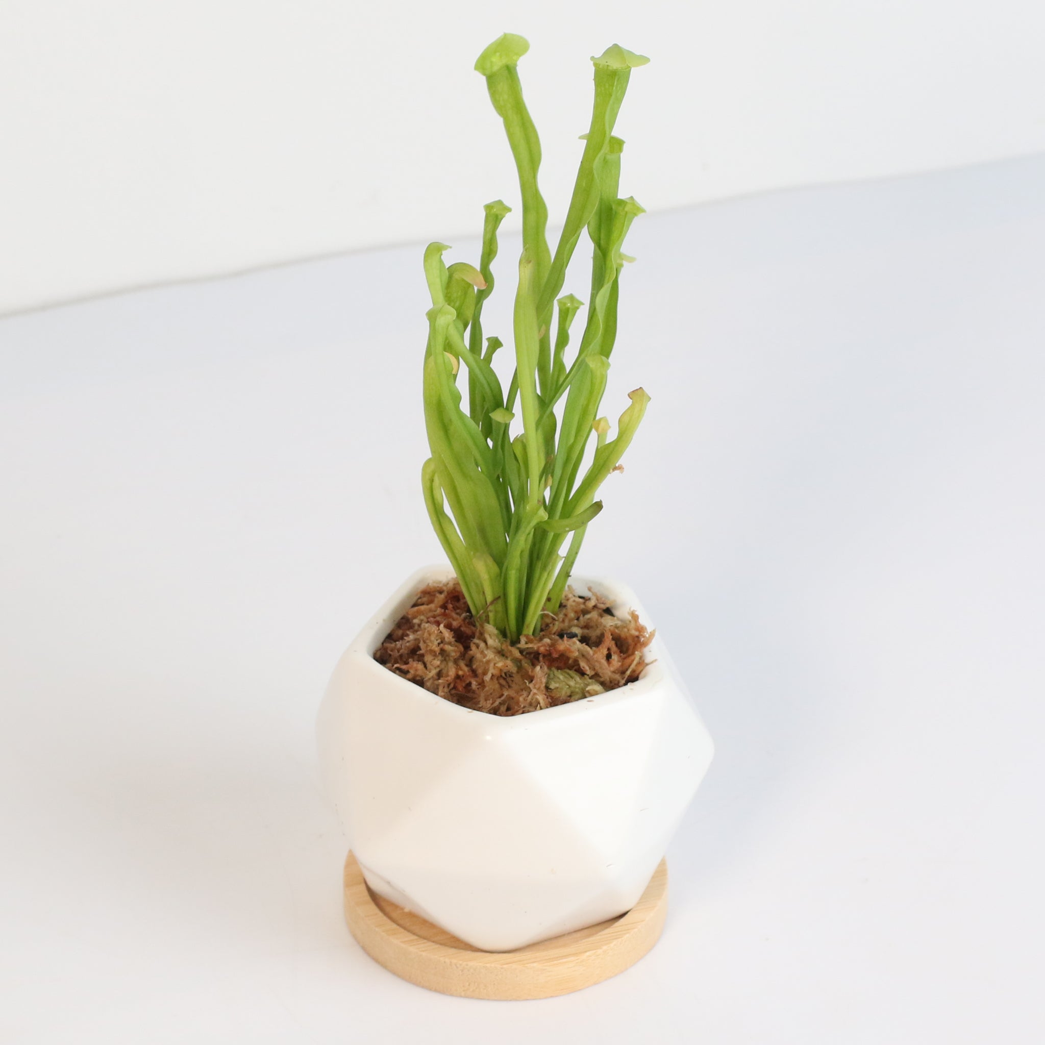 Sarracenia BUG BAT Trumpet Pitcher Carnivorous Plant