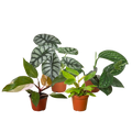 Rare Plant Bundle