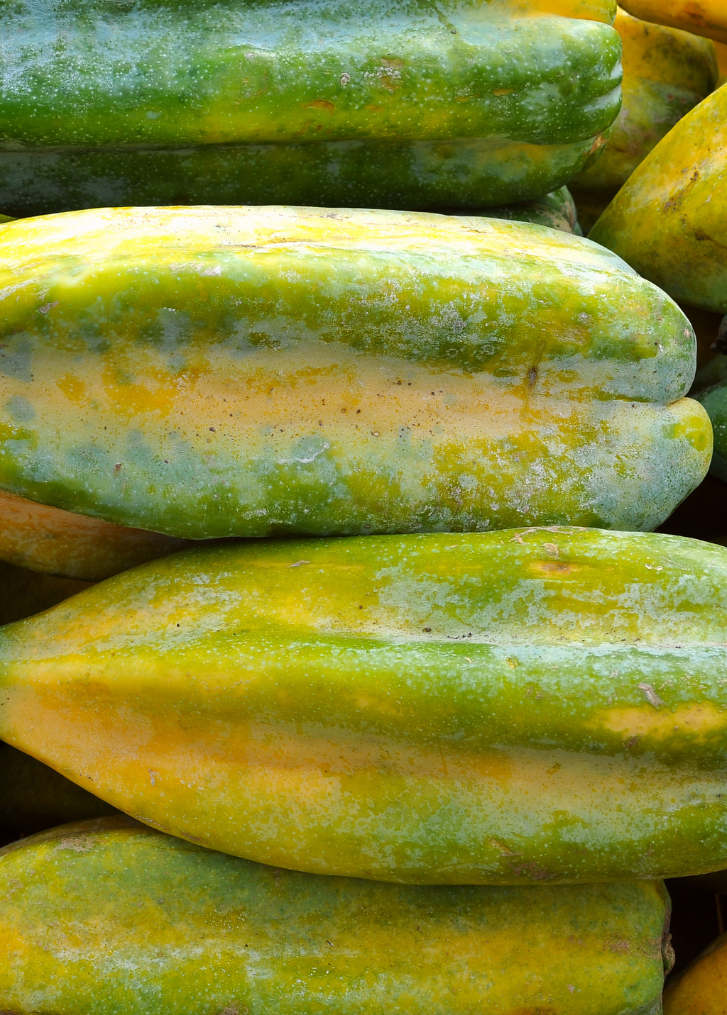 Babaco, Mountain Papaya (Carica pentagona)